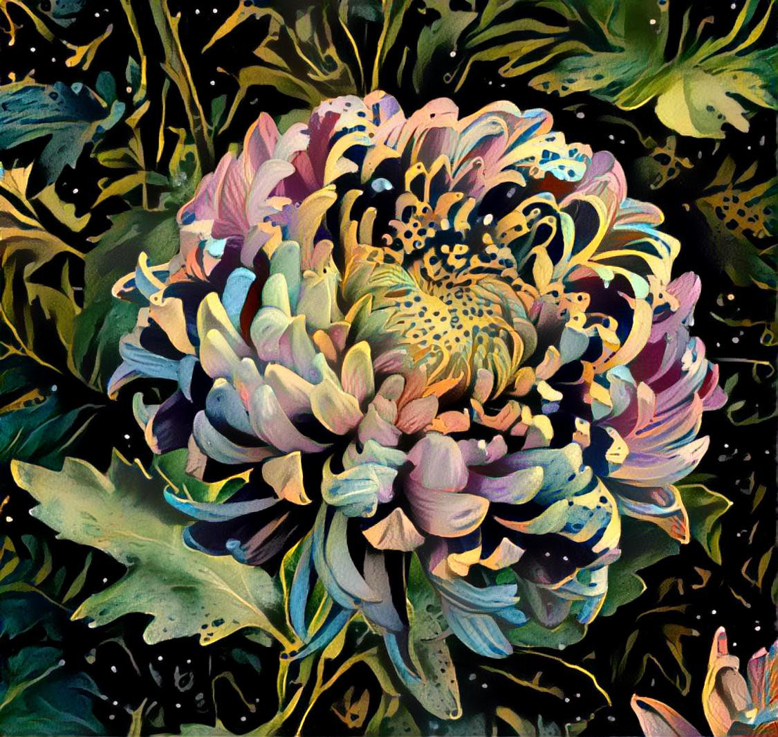 Pastel chrysanthemum