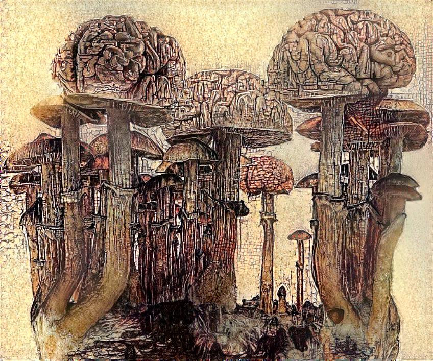 City of magic mushrooms