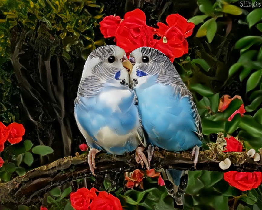 Valentine Lovebirds Kissing