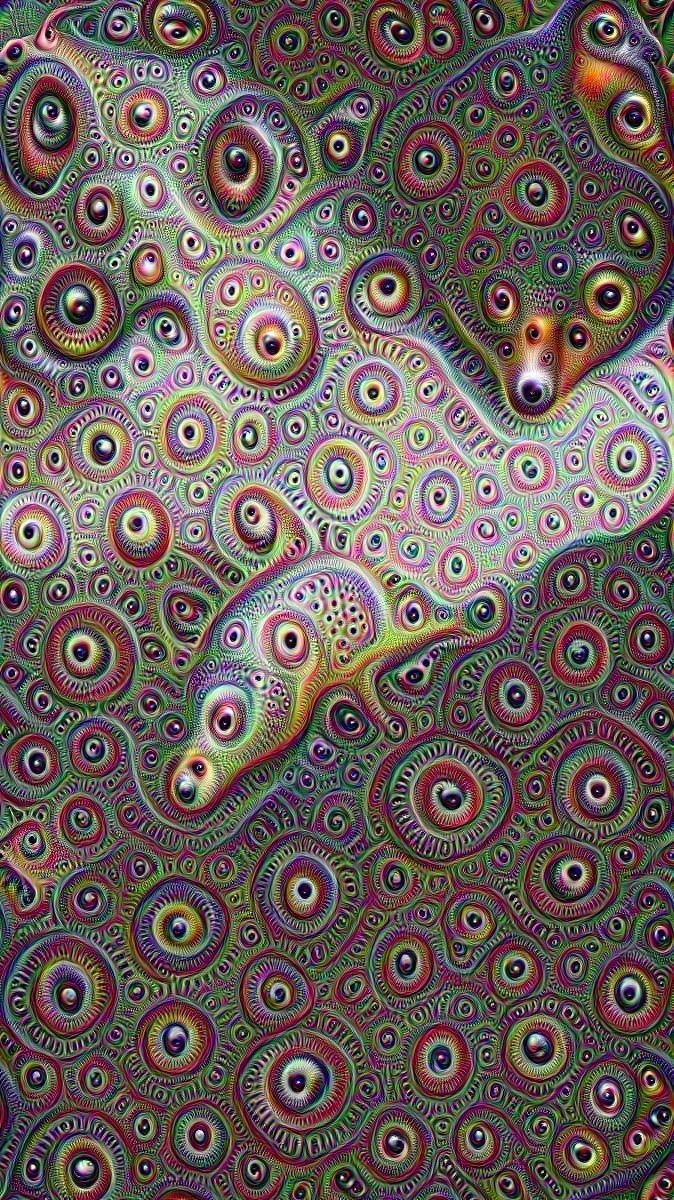 my cat took LSD 