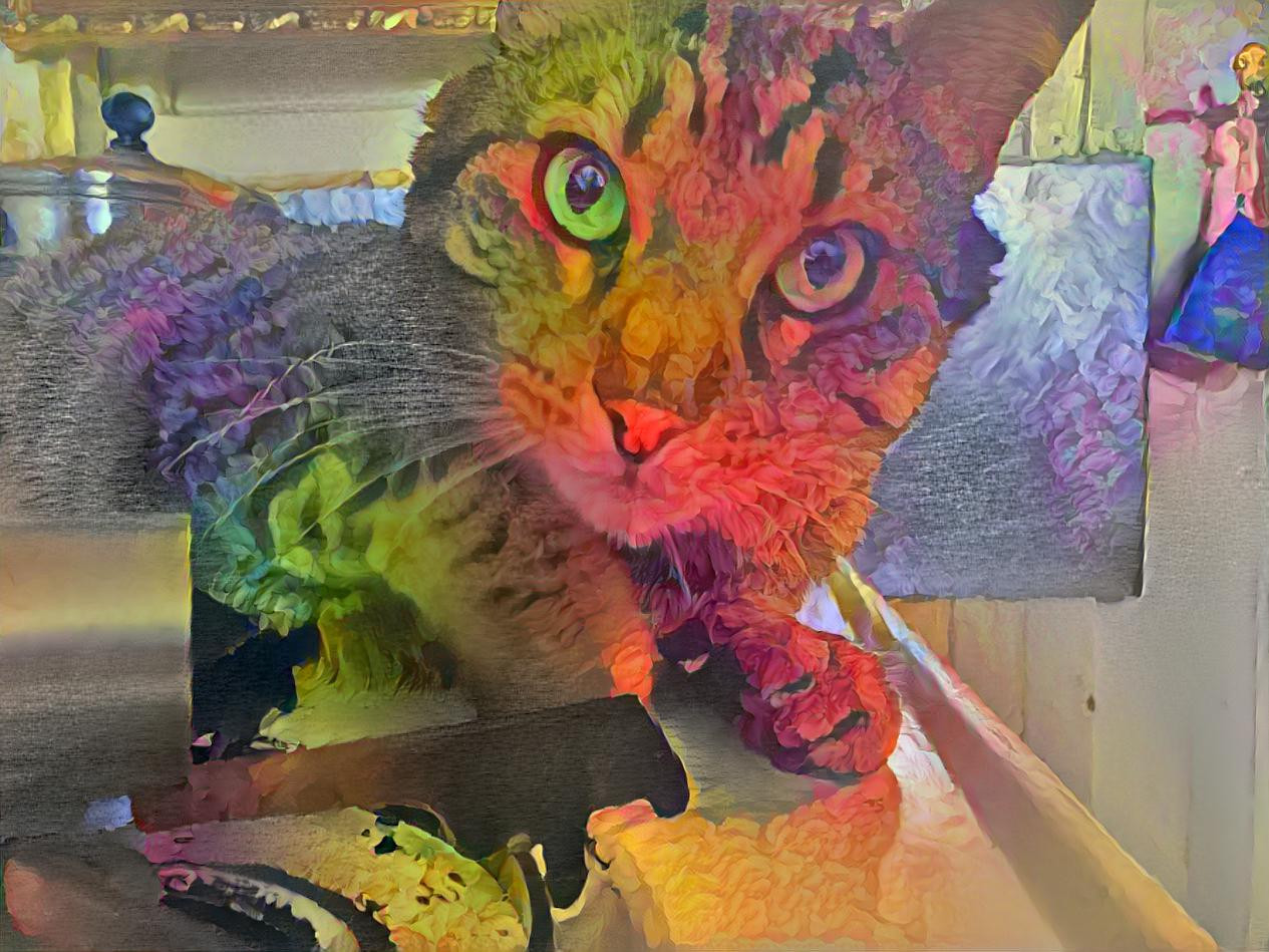 Rainbow kitteh
