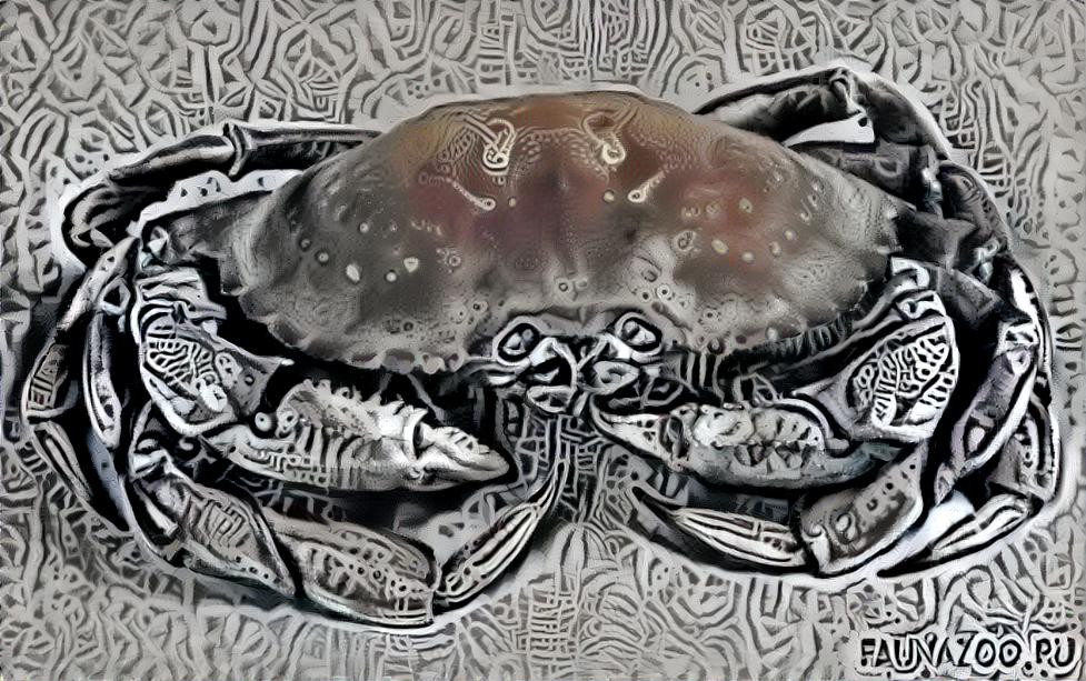 Patterned Crab