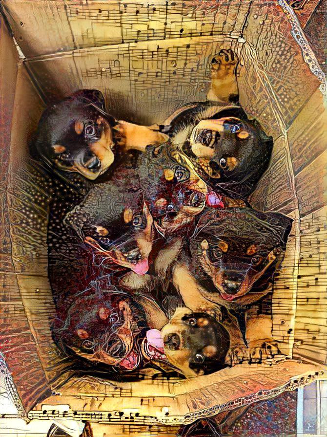 box of puppies