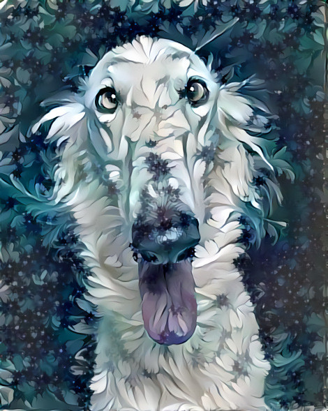 Borzoi, Russian Greyhound