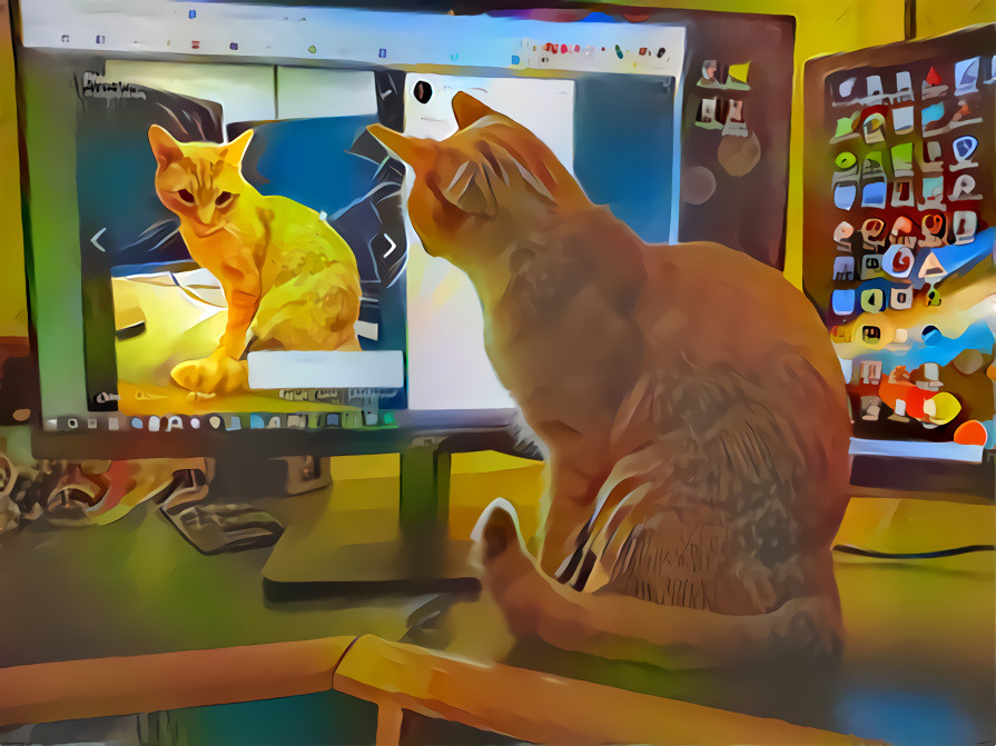 Liquid Kitty admiring his photo on my monitor. &quot;I've seen that guy before...&quot;