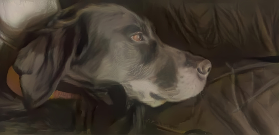 Painted Labrador 