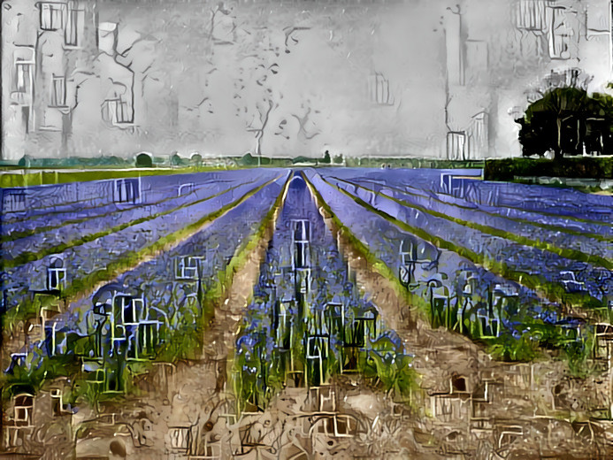 Bulb field of Hyacinths