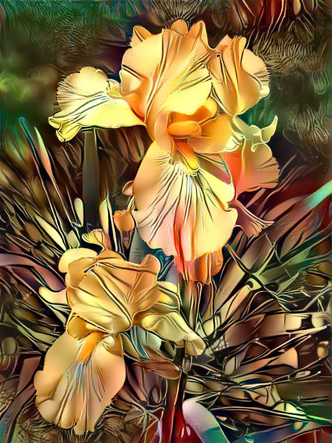 Yellow Iris a blooming