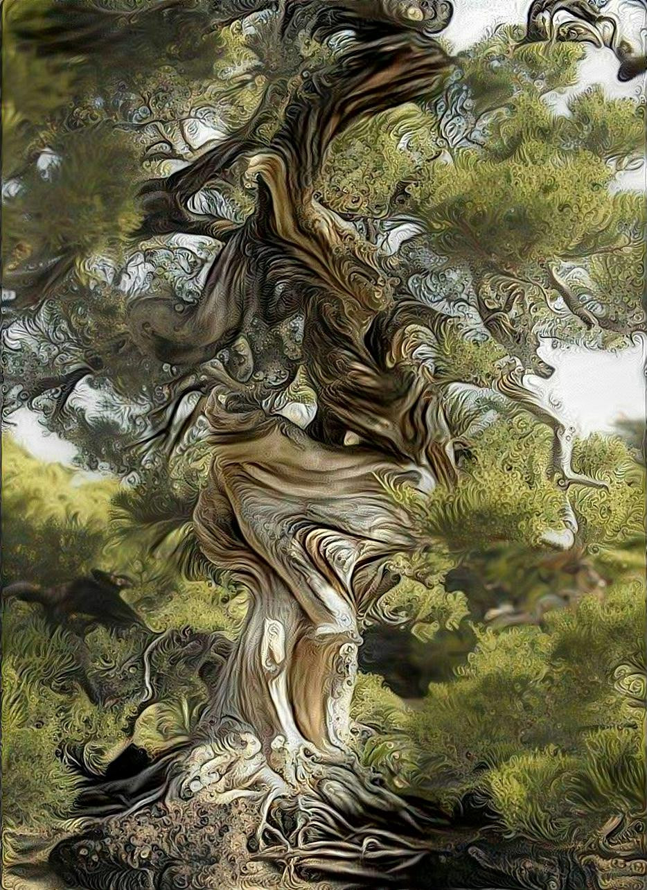 Ancient Gnarly Tree