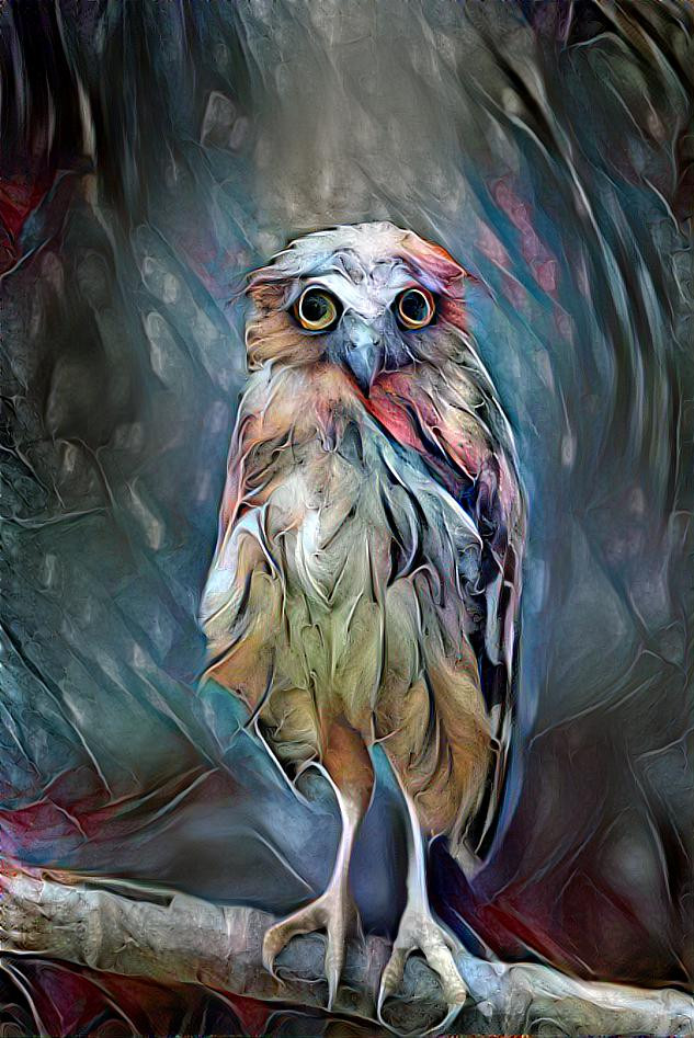 Weird looking Owl