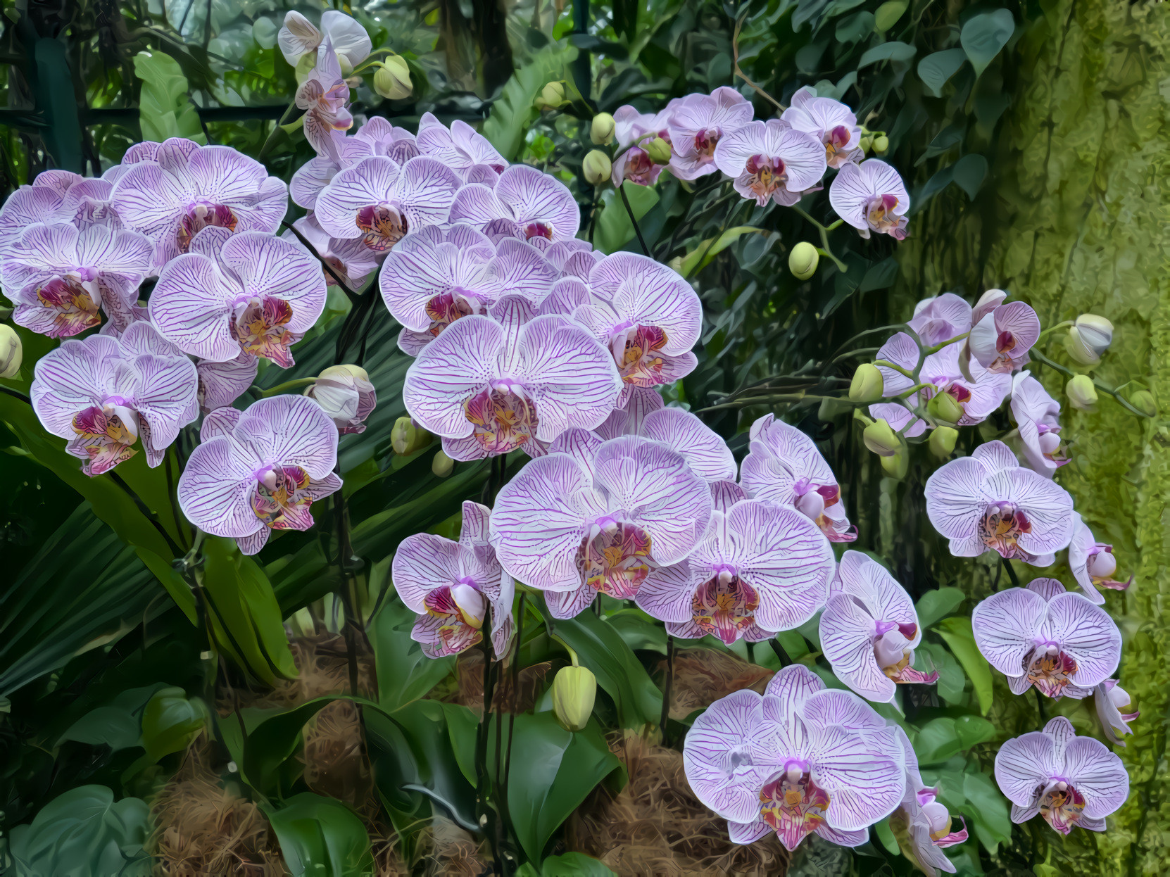 Orchids Singapore Botanical Garden