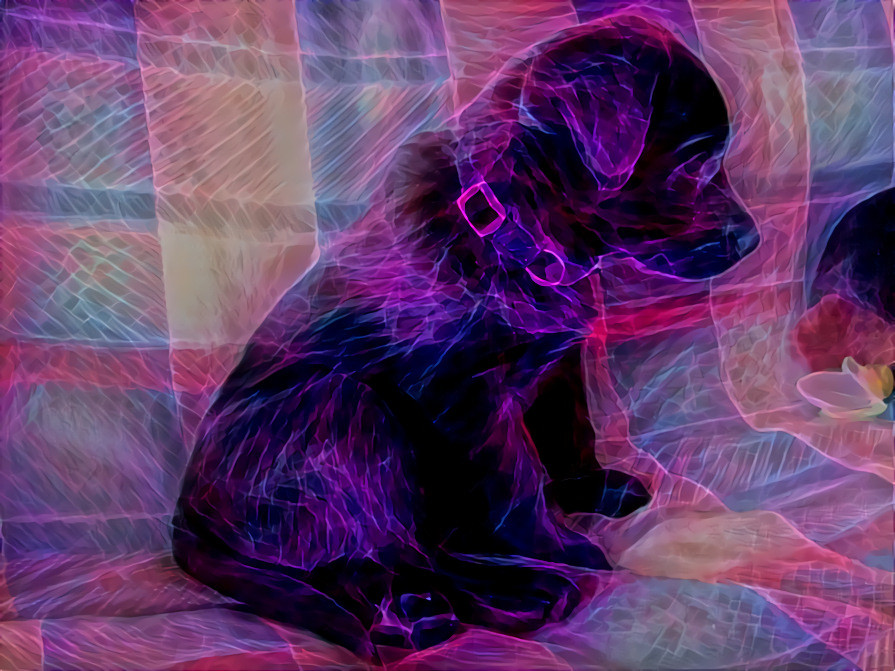 7 Week Old Black Lab Puppy in Purple Stars