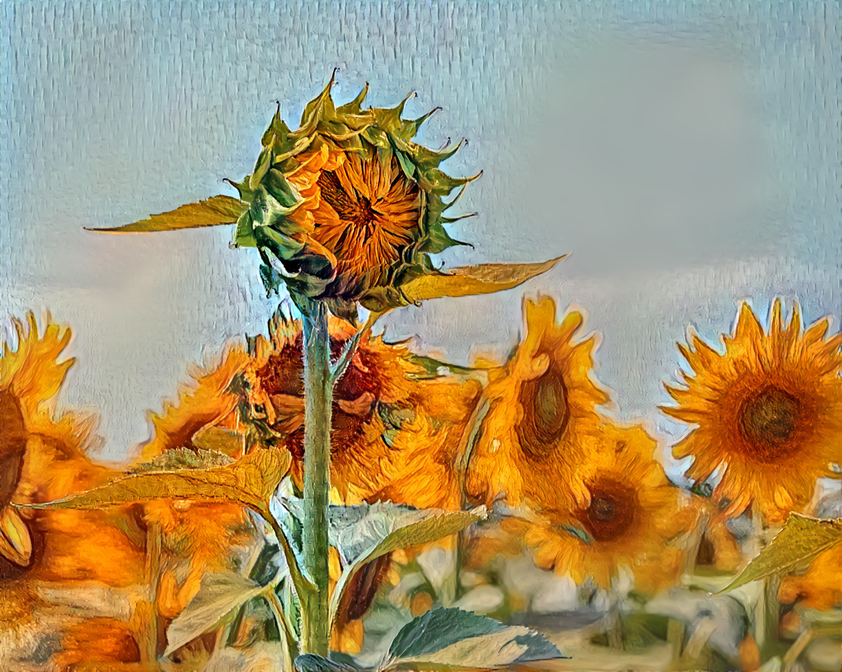 Sunflowers (v3)