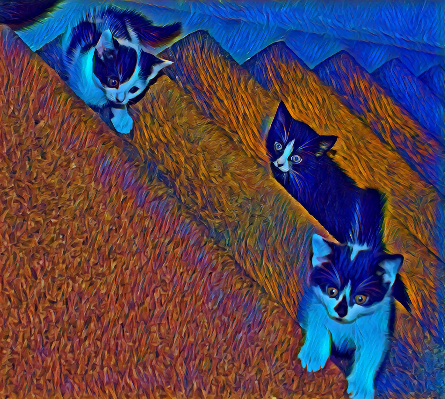 Blue kittens