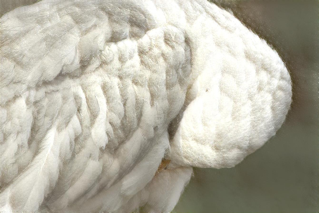 Fluffy Seagull 