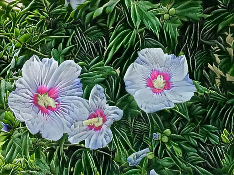 Hibiscus syriacus(Korean ; 무궁화)