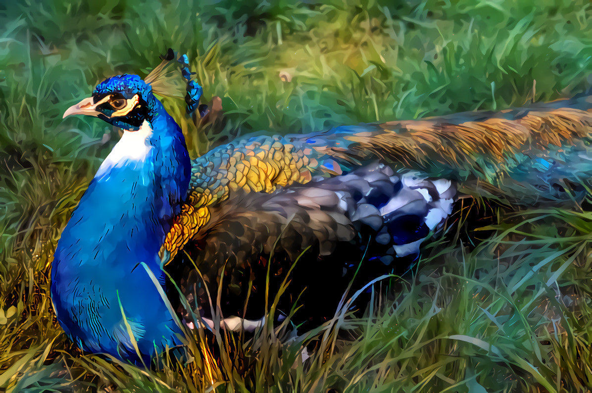 Peacock Harlequin