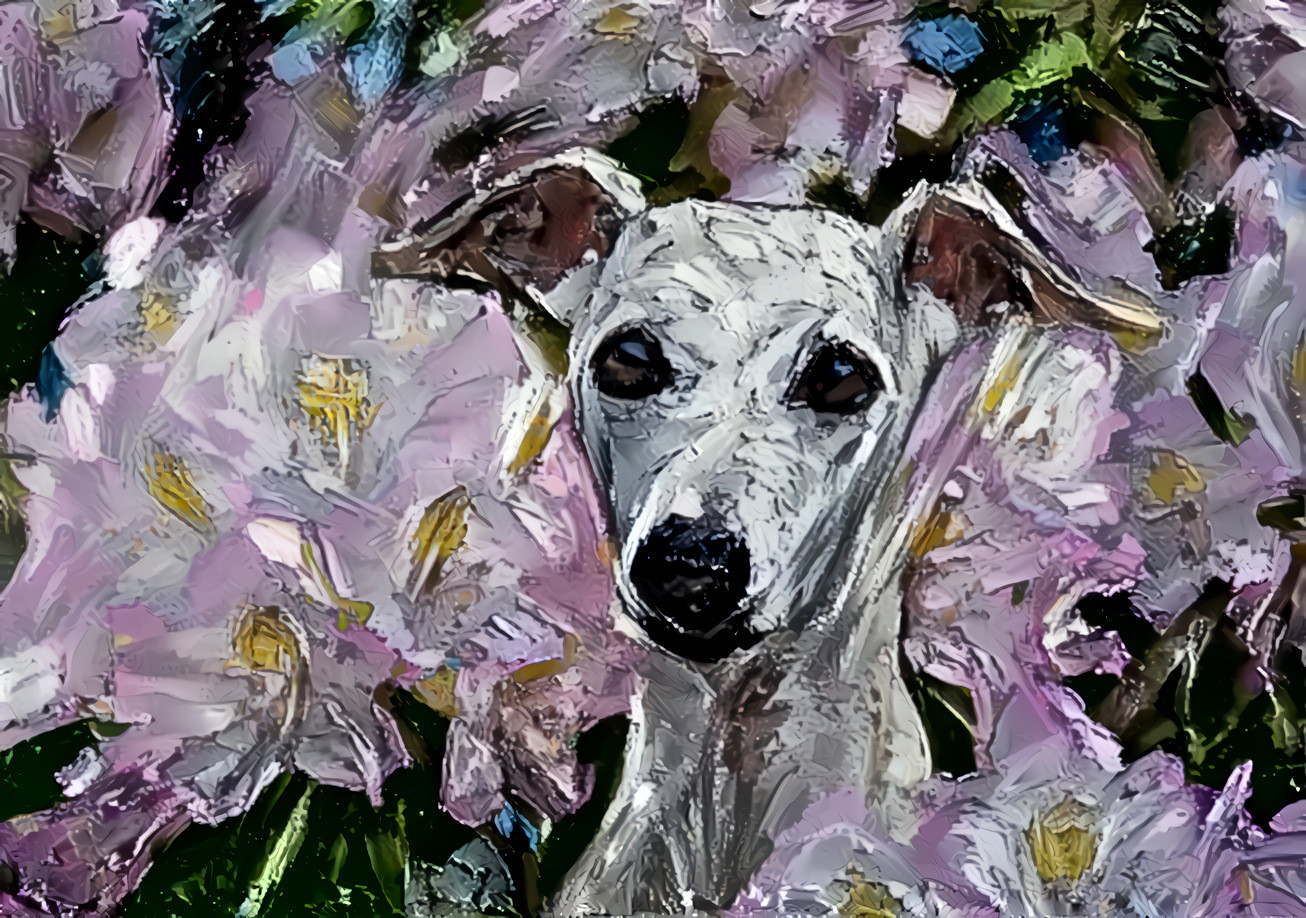 whippet in the flowers