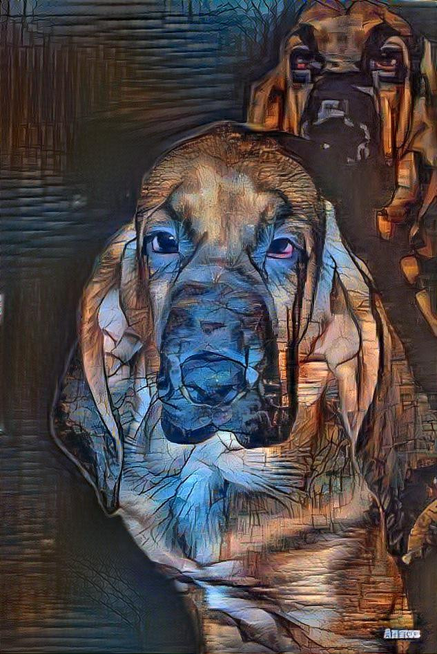 My bloodhound puppy Marcysia (Marcia)