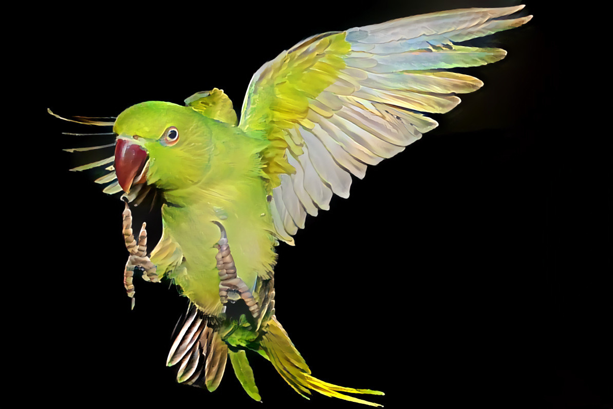  "Brazilian-banner parrot" _ (210411)