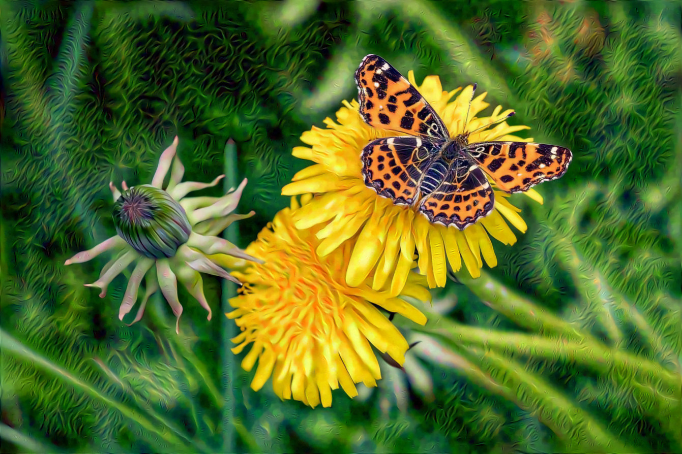 Butterfly, Flower Bud, Dandelions