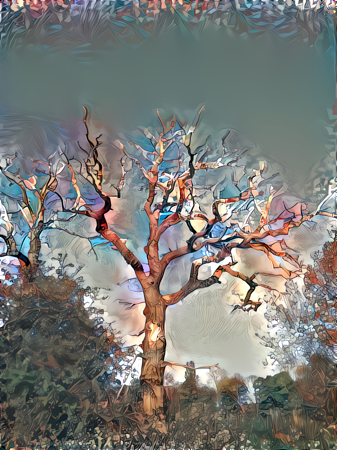 Sentinel Oak
