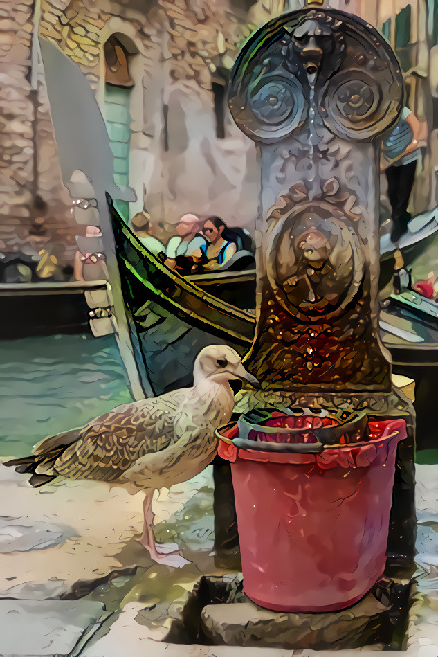 A seagull is drinking water in Venezia