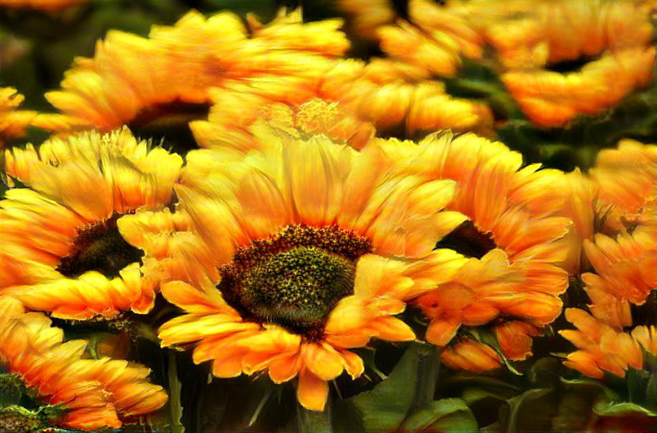 The Sunflower Garden
