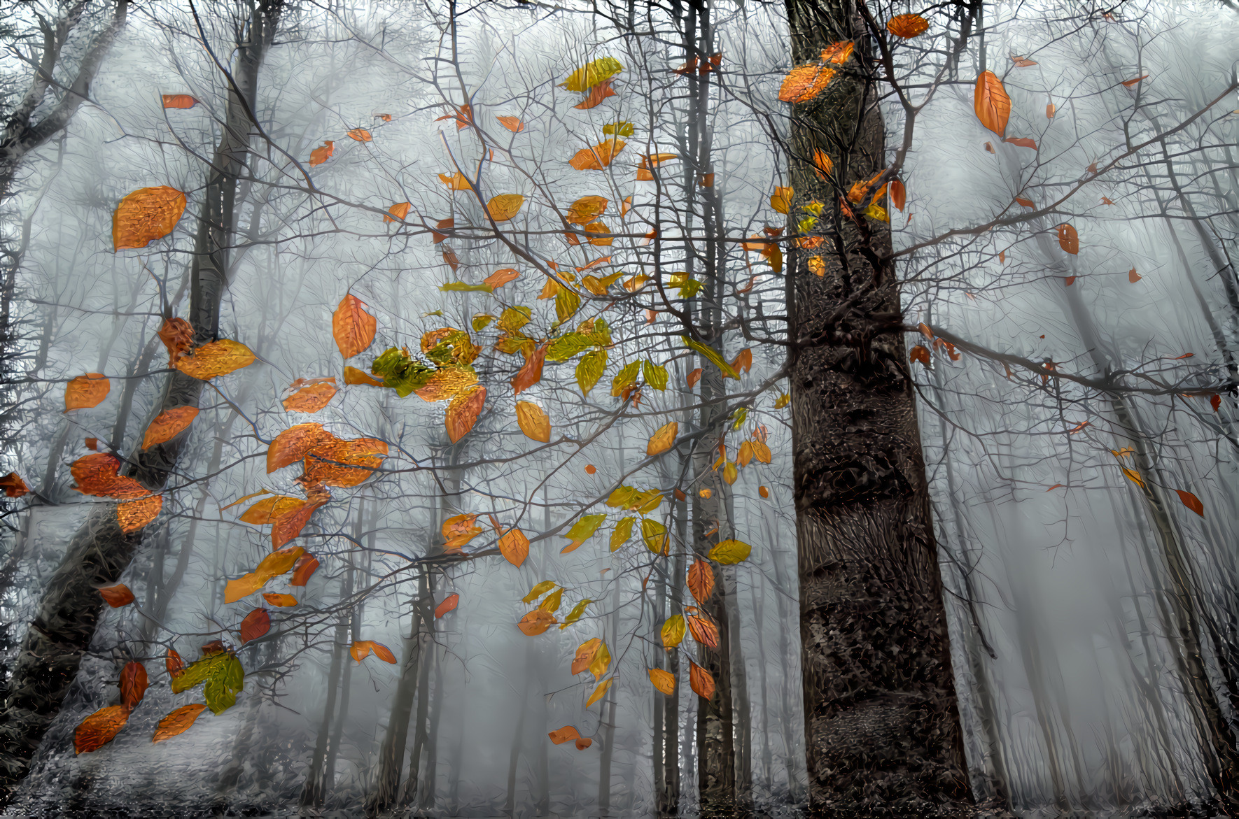 Autumn Leaves, Forest Fog