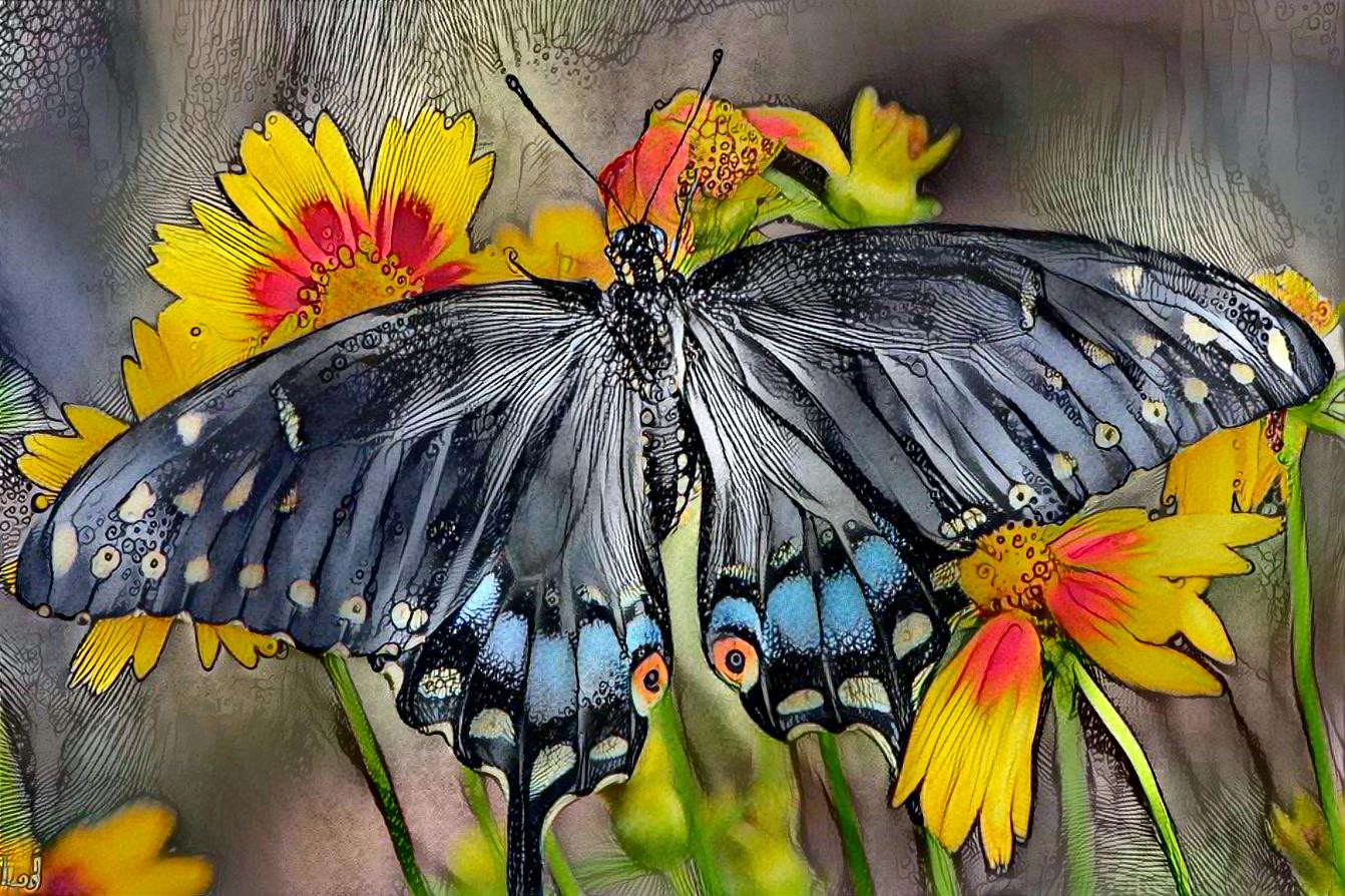 Black Swallotail Butterfly