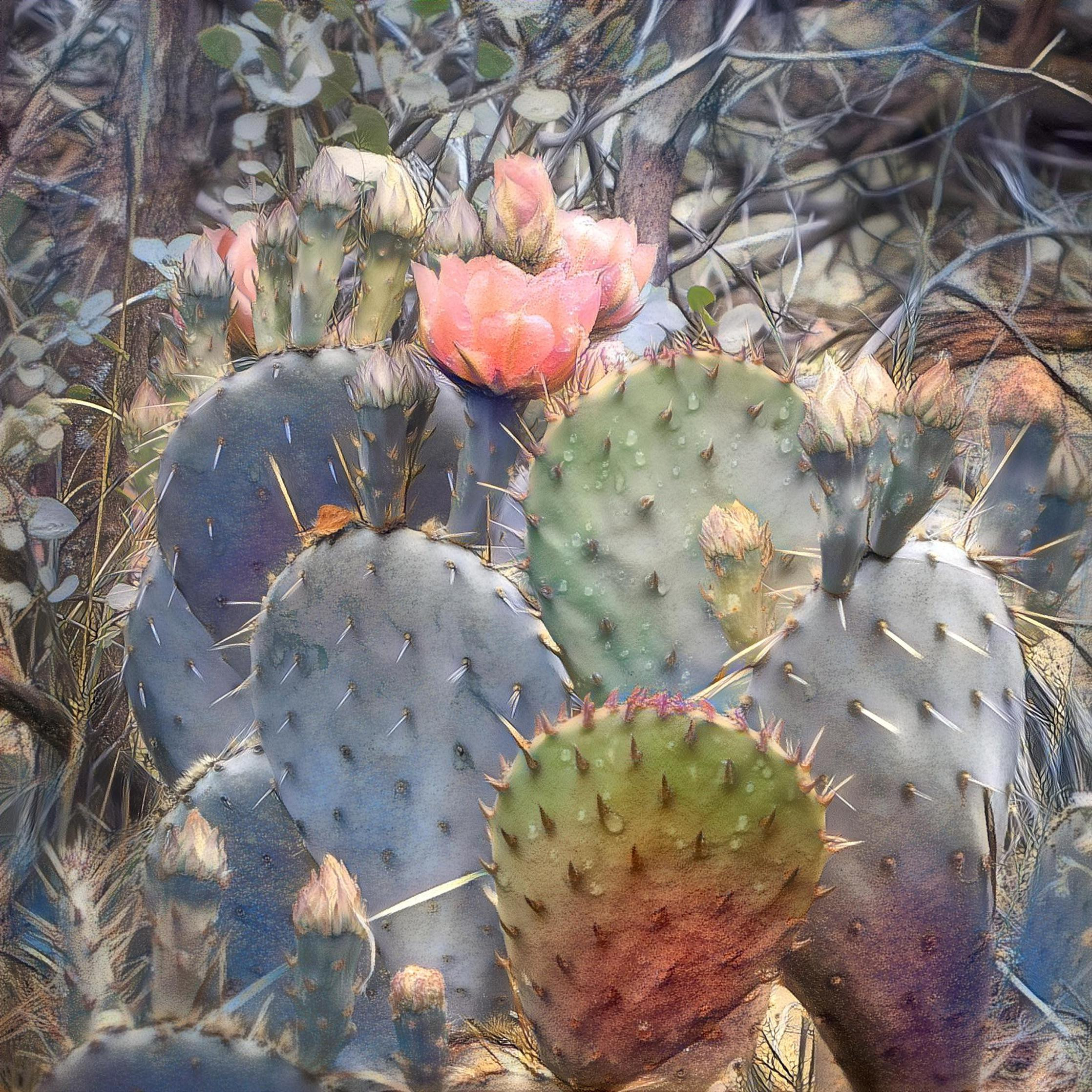 Prickly Pear in Bloom - Zion NP, UT