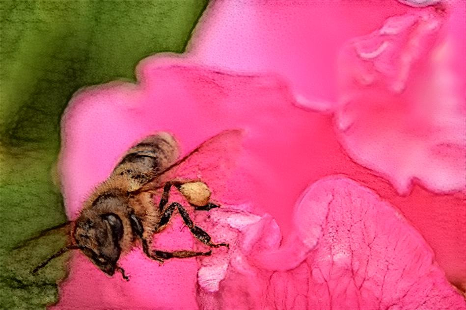 Bee (own photo)