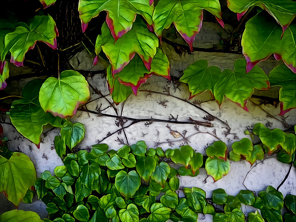 Ivy Footprints. Source is my own photo.