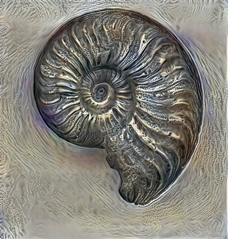 Ein Ammonit der Gattung  Pleydelia - Haeckel 