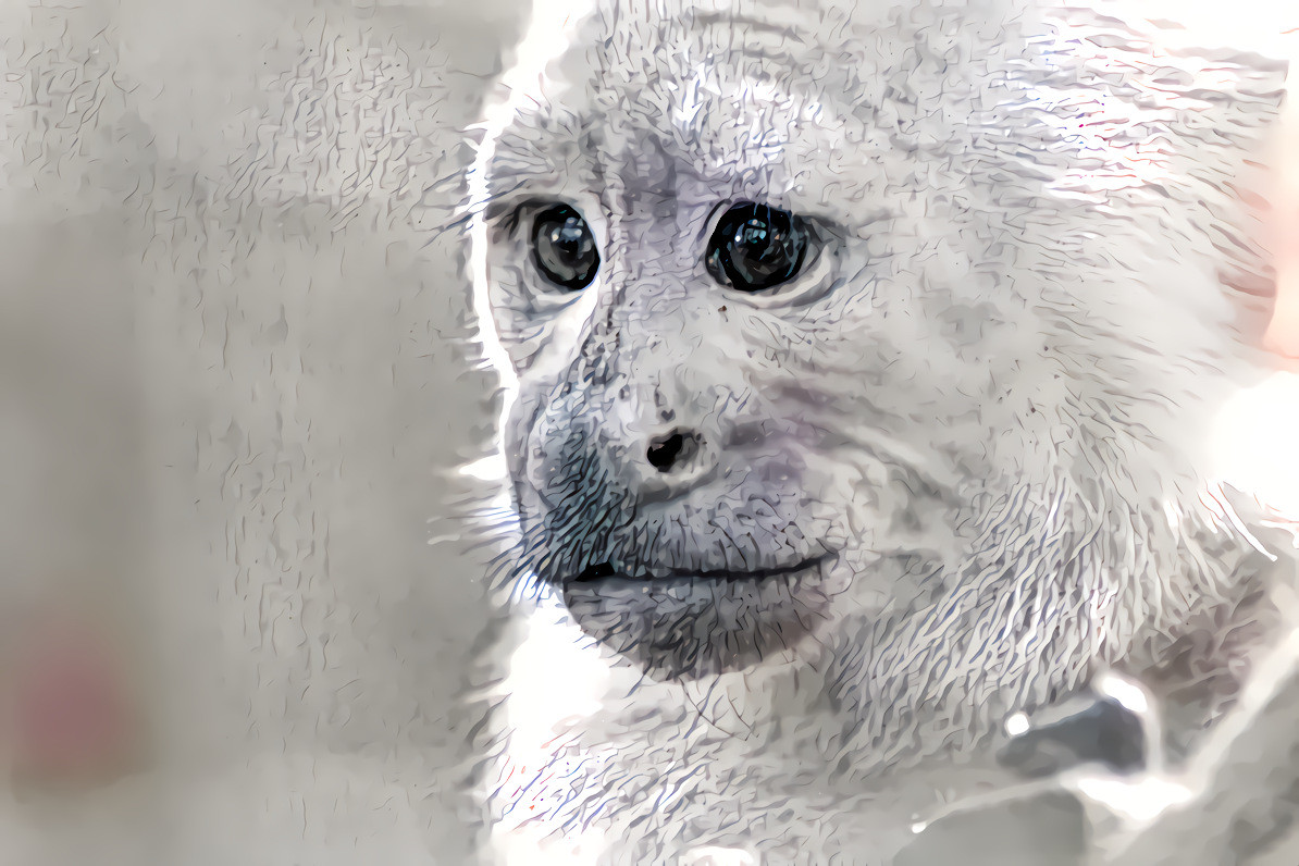 Newquay Zoo monkey