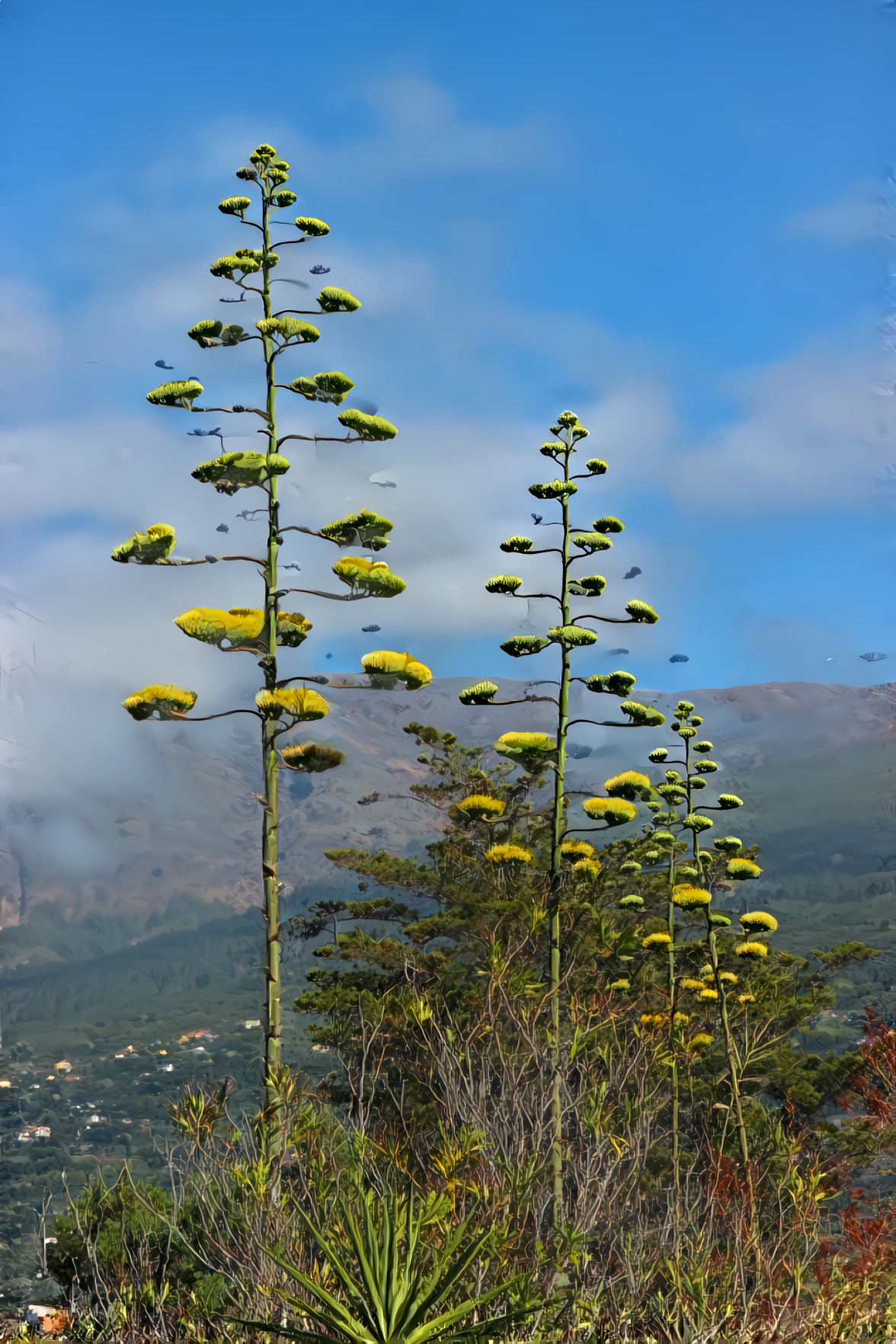 Agave Flowers