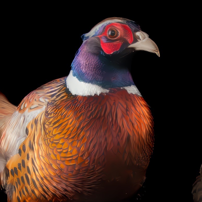 Portrait of a Pheasant