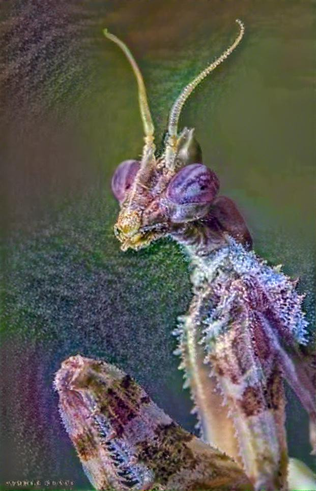 sacred mantis