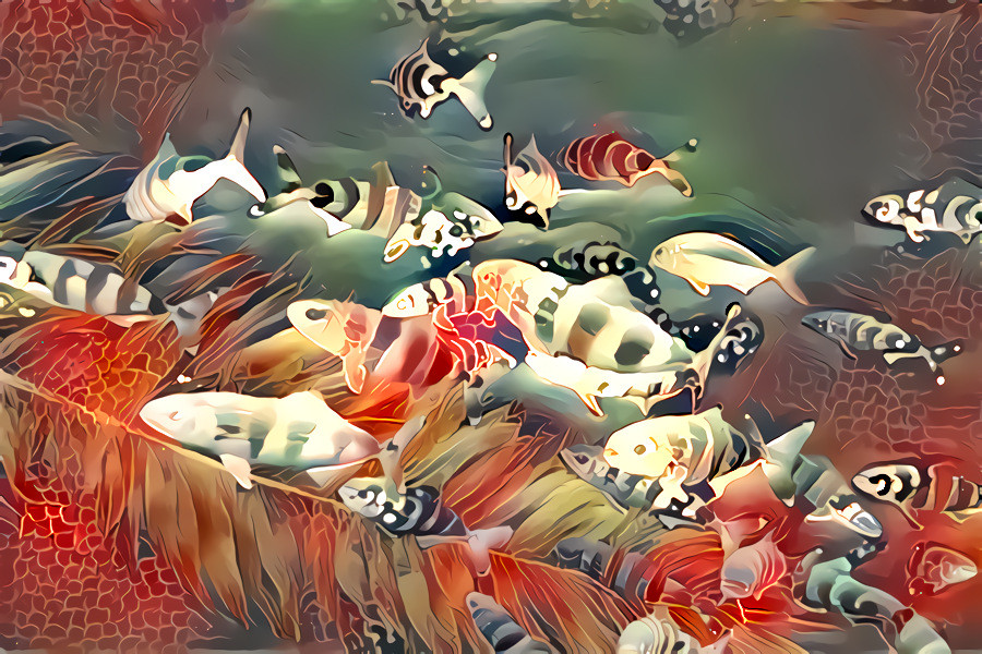 School of fishes