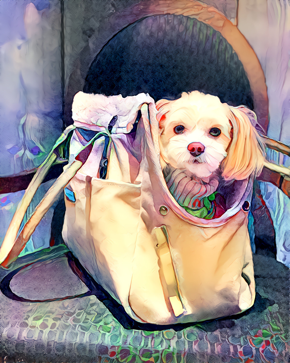 Cherie ~ mon petit chien dans le sac