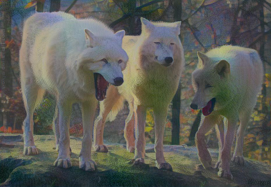 The 3 wolves