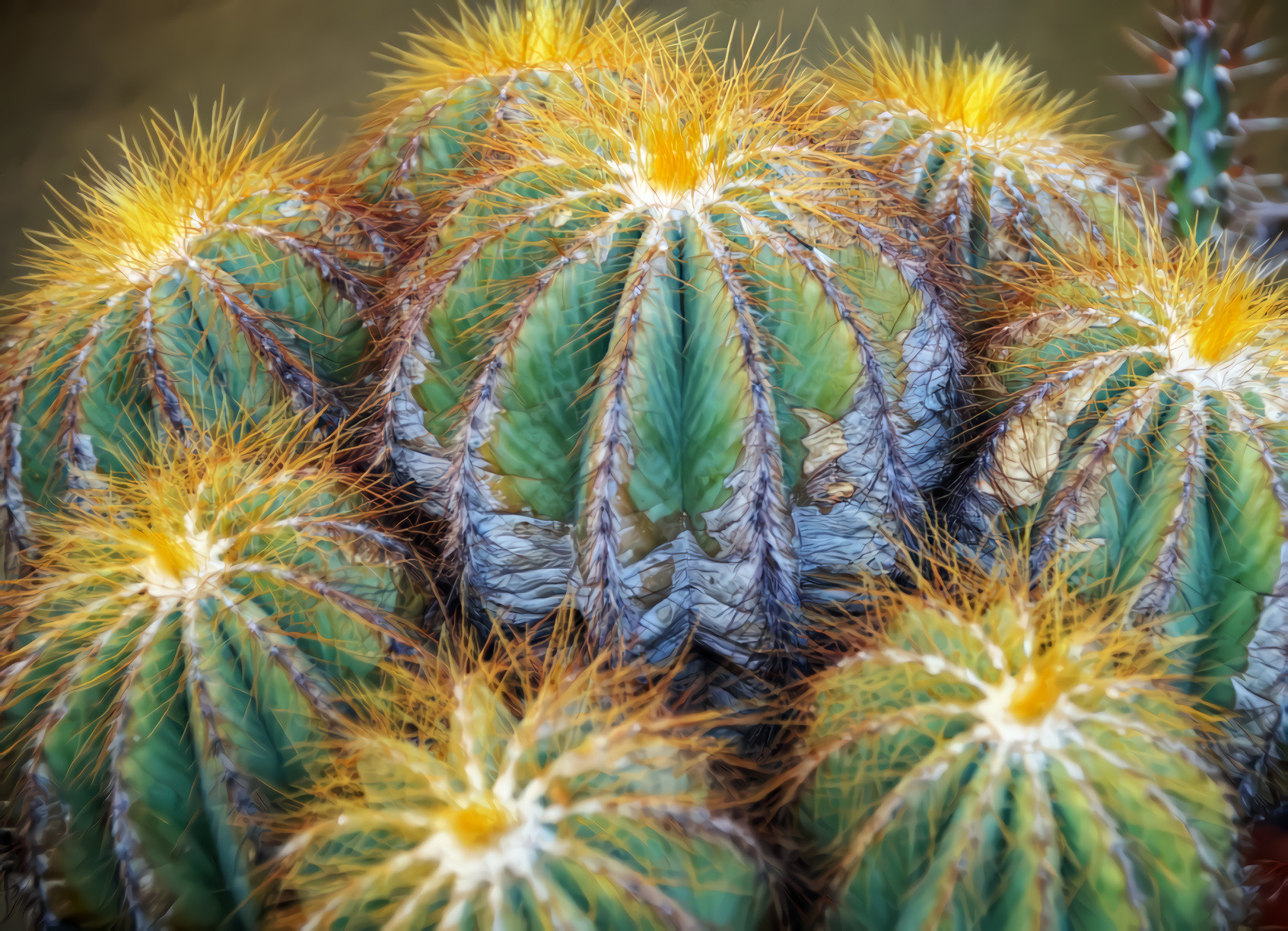 Cactus, Thermophilic Thorns, Thistles