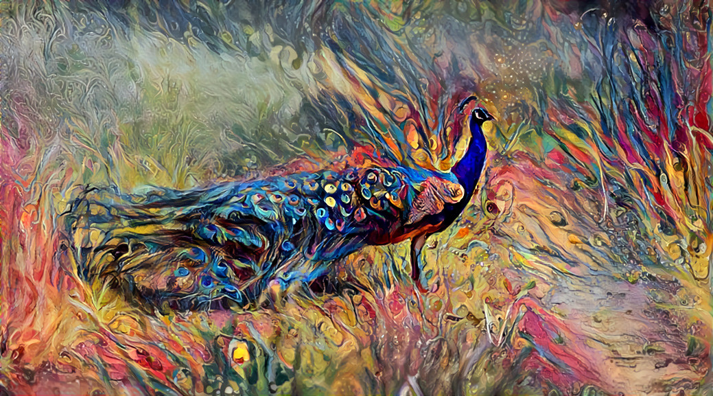 Indian Peafowl, Domaine de Pescheray