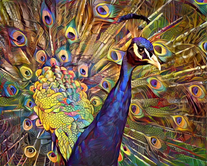 Pretty Little peacock