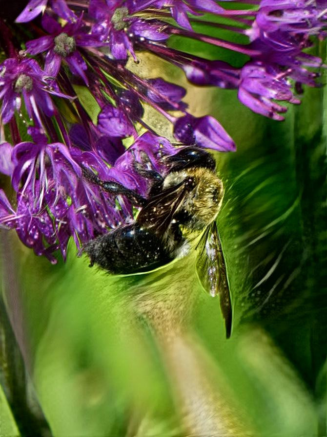 Golden Bee - photo by Deb Berk