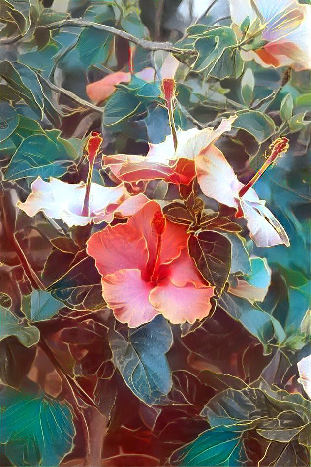 Hibiscus in my garden