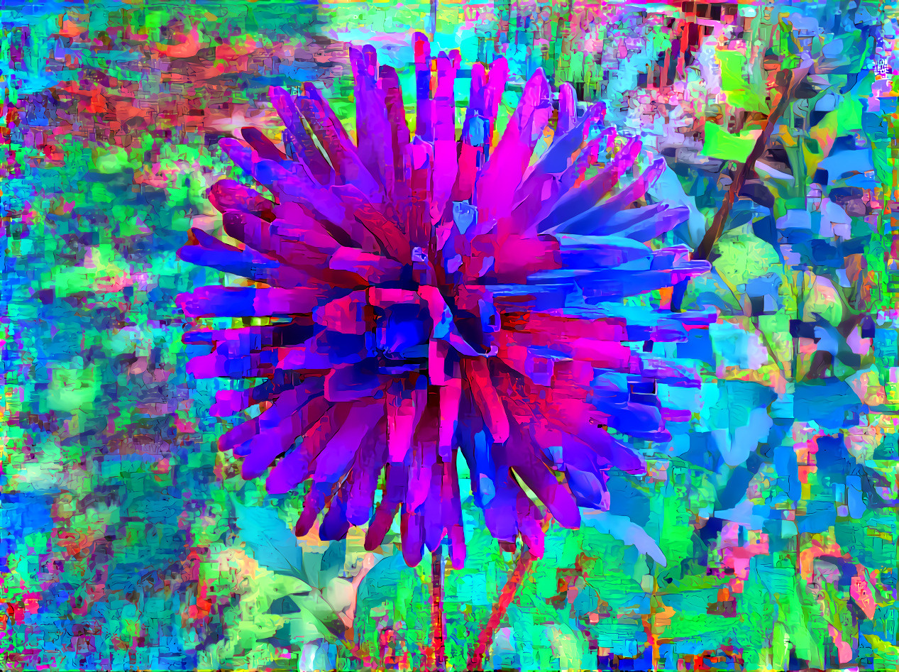 dahlia in cool colors