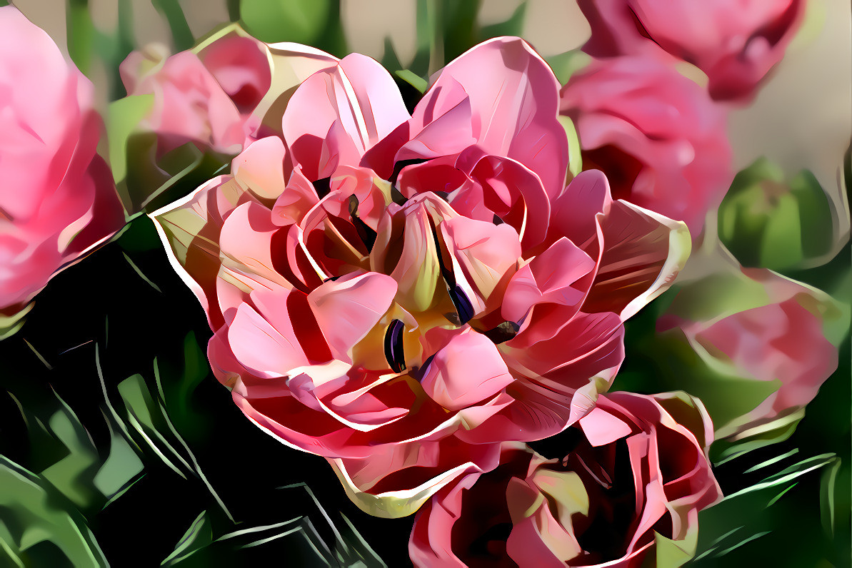 Pink Tulips.  Source is my own photo.