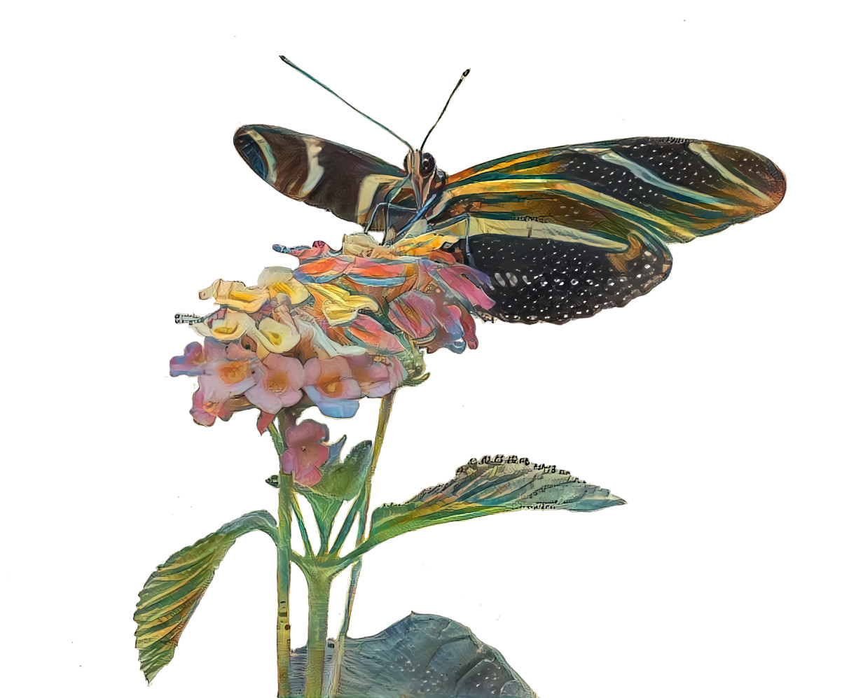 Do butterflies retain a memory of the earth when they take to the skies? A Zebra longwinged butterfly, Heliconius charitonius, nectaring on a Lantana. Style from Poissons, Ecrevisses et Crabes, 1754.