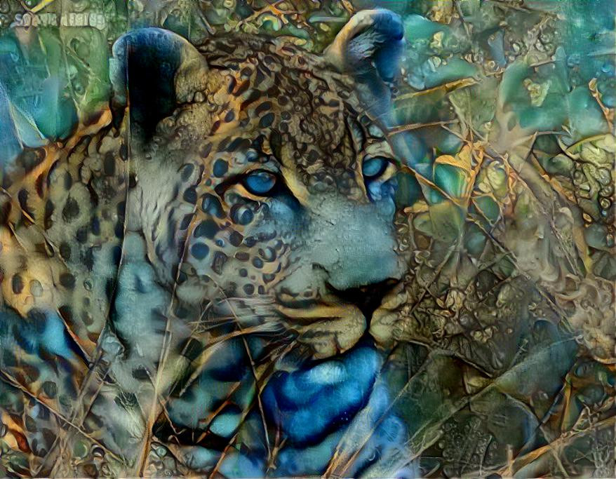 The Duke-Tingana the Leopard